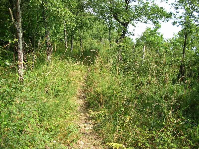 El sendero final justo antes de la cima.