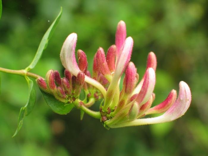 Zabaldu gabeko loreak