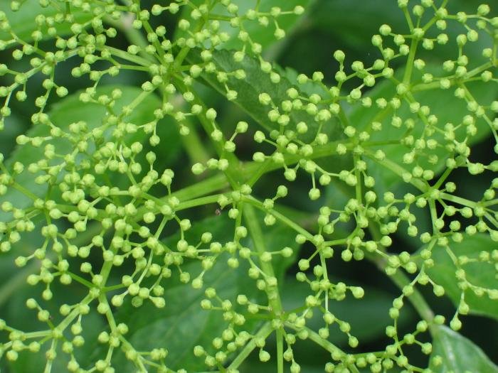 Zabaldu gabeko loreen korinboa