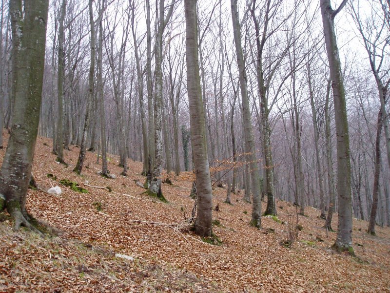 Lendoño Goitiatik igotzen den bideak zeharkatzen duen basoa