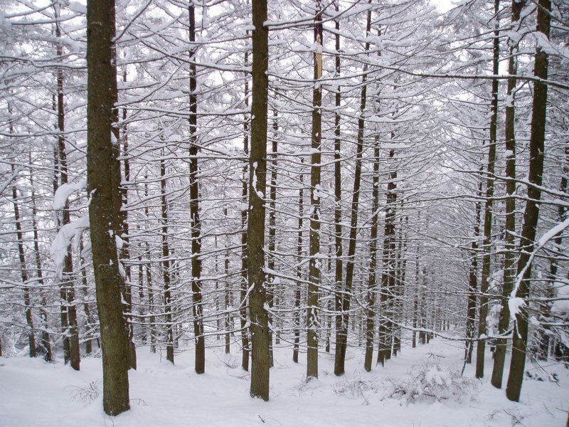 PInudia Korta baserritik mendigainera igotzen den bidean