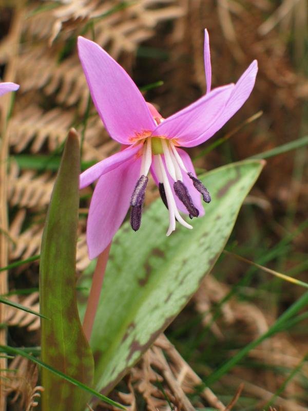 Erythronium dens-canis