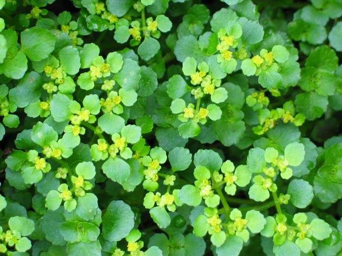 Loretan, marxoaren erdialdean