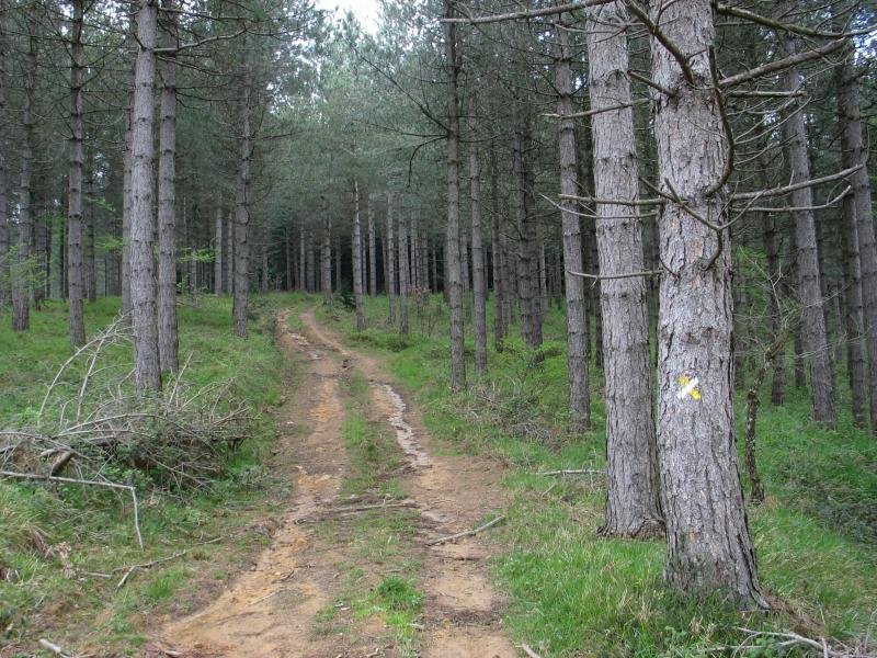 Pinu sail zabalak daude Aztio eta Otzaurte artean