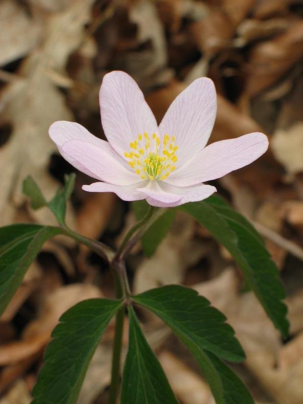 Anemone nemorosa