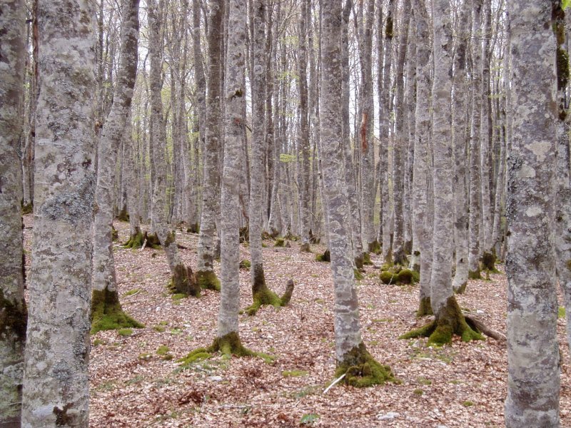 Basoa El Chaparral bidearen inguruan