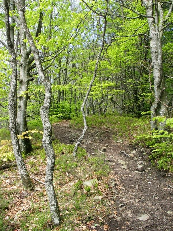 Mendebaldeko gandorreko bidea