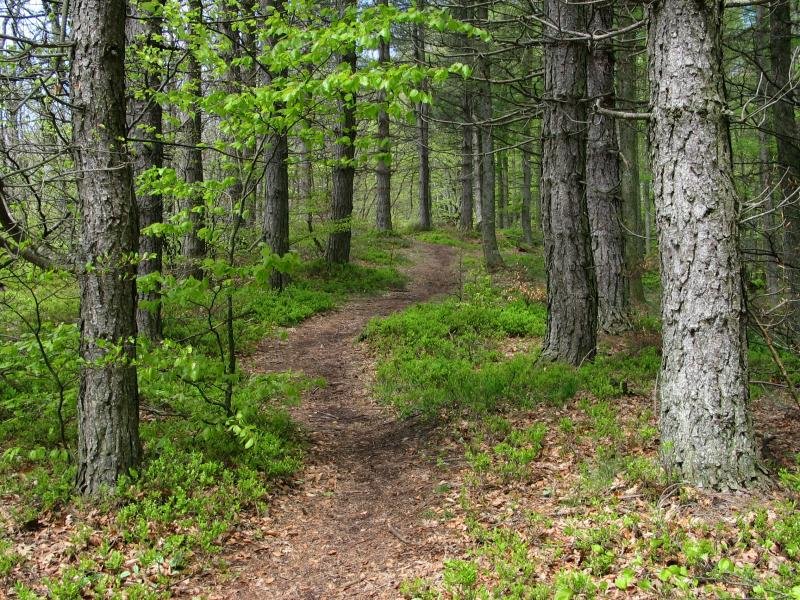 Mendebaldeko gandorreko bidea