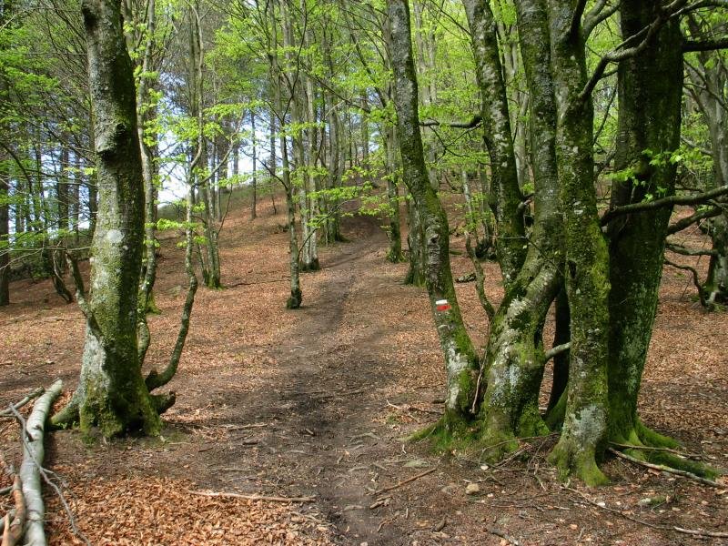 Gorostiaga eta Oregi arteko bideko pasartea