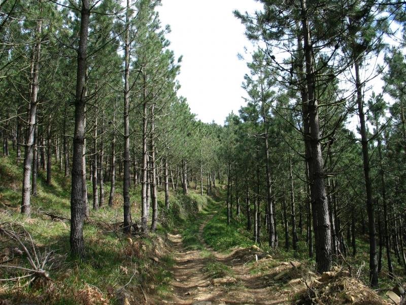 Pinuak Legazpi aldeko igoeran