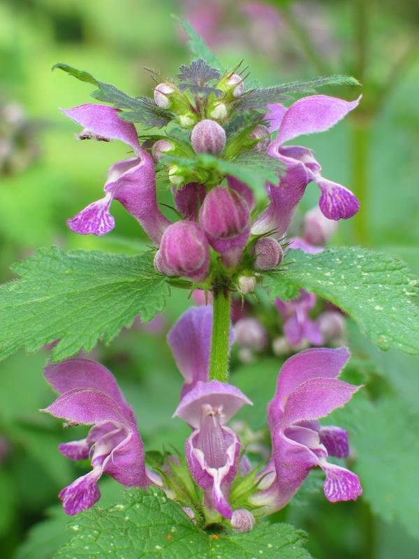Lamium maculatum