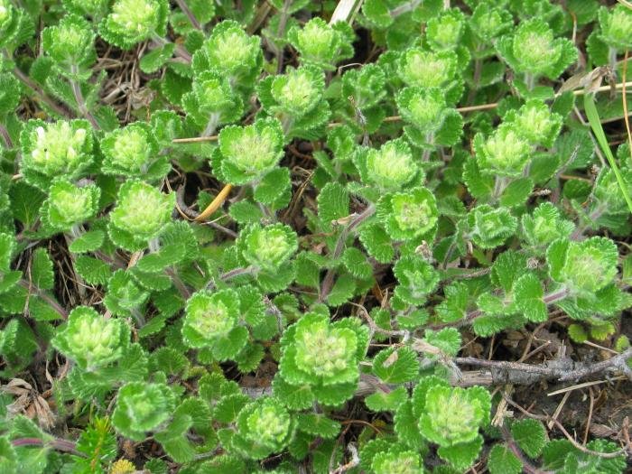 Landarea kararriaren gainean zabal-zabal