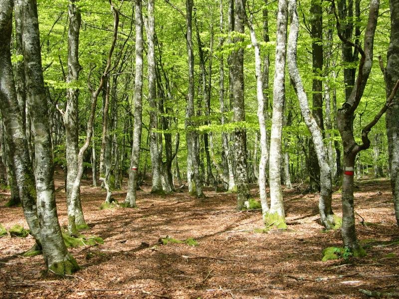 GR bidea Iparraldeko isurialdeko basoan barrena