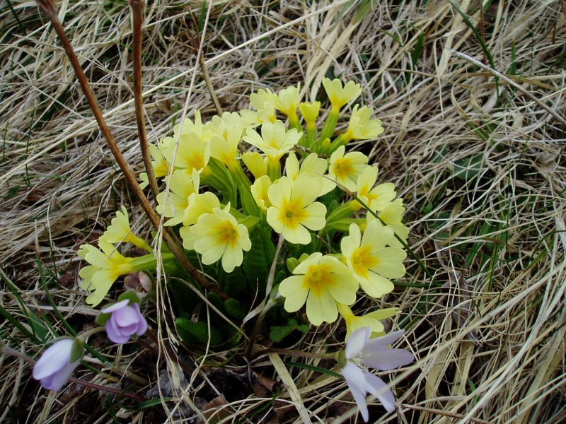 San Jose lorea (Primula eliator)