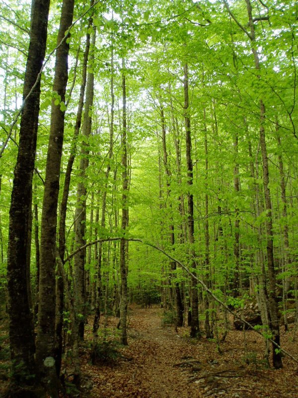 Basoa Añiscloko arroilean