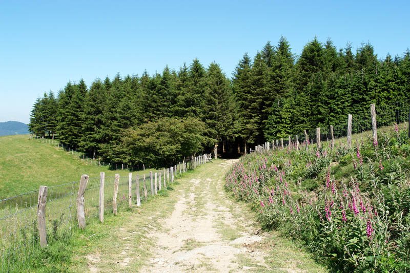 Orexa aldetik datorren bidea