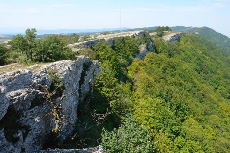 Mendebaldeko gandorra