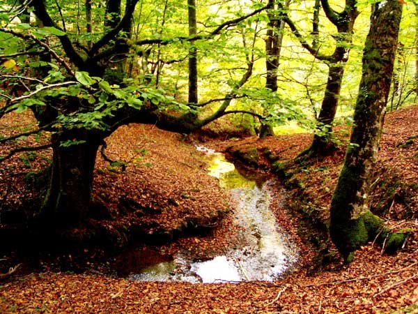 Erreka basoan, Gorbeia.