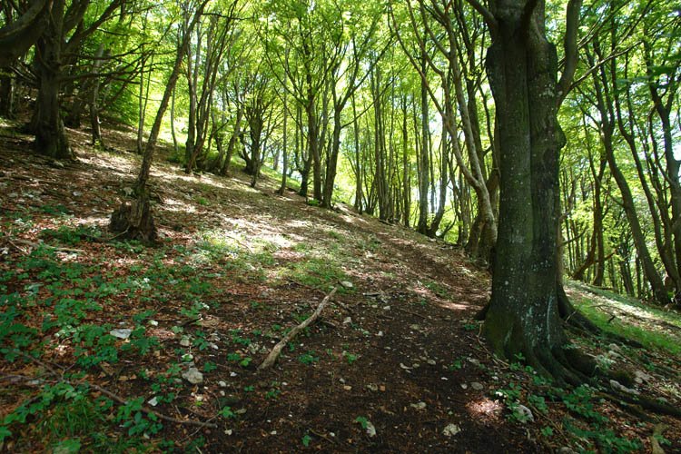 Mendebaldeko bidea, pagadian gora