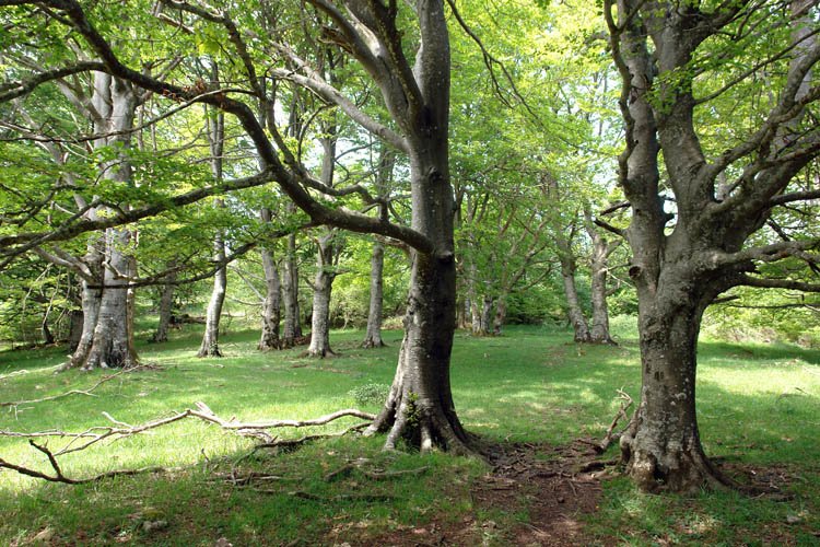 Tontorraren inguruko basoa