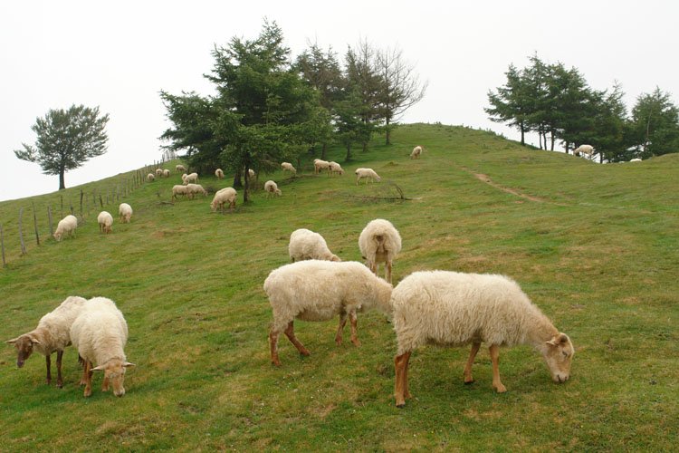 Tontorraren inguruak