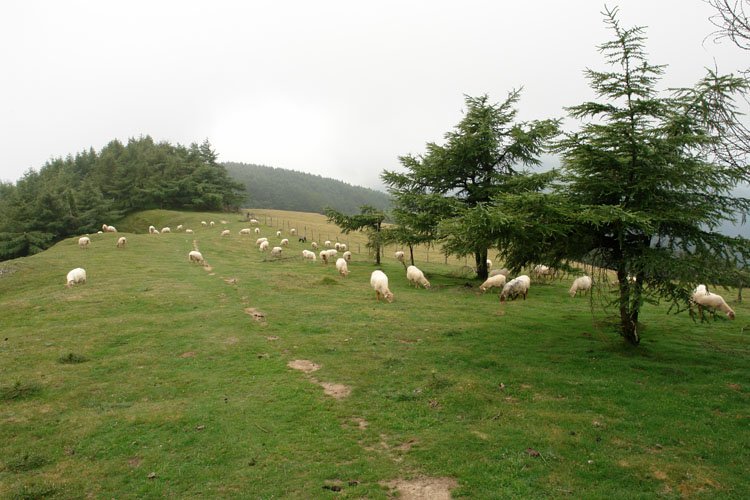 Tontorraren inguruak