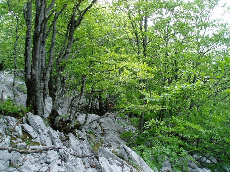 Itxinako paisaia: karaitza eta pagoak