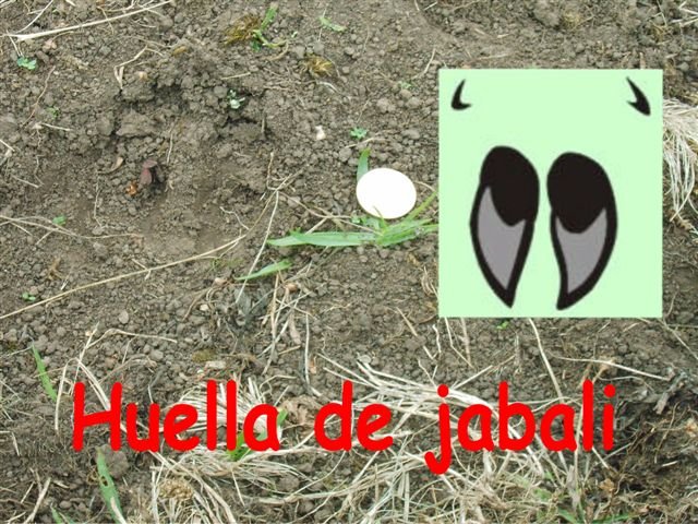 Huella de jabali 