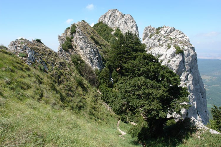 Tontorra ekialdetik ikusita