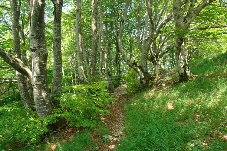 Ekialdeko bidea pagadian barrena