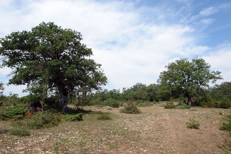 Birgara aldeko bizkarra