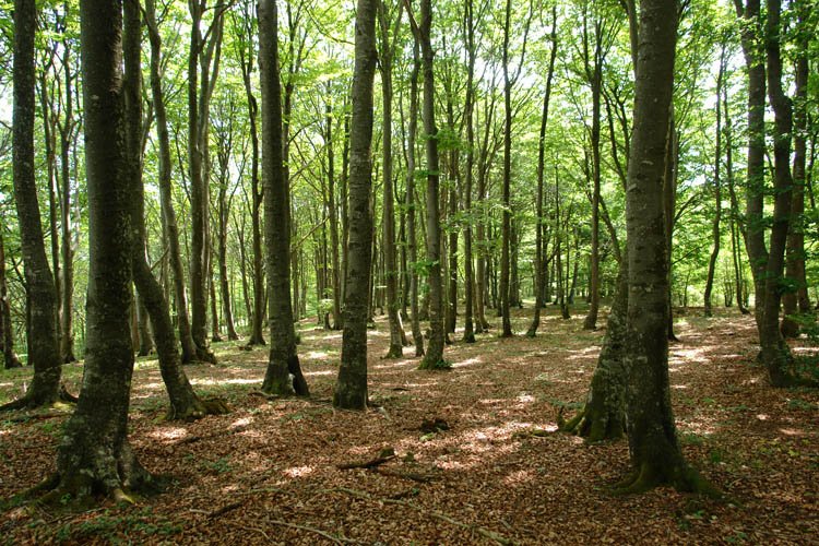 Tontorraren inguruak