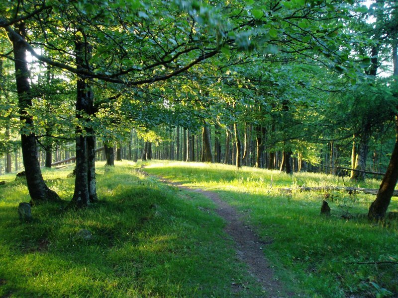 Ekialdeko bizkarreko bidea