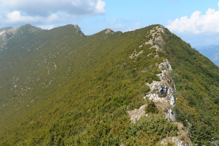 Ekialdeko gandorra (II)