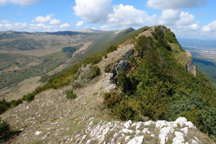 Ekialdeko gandorra (III)