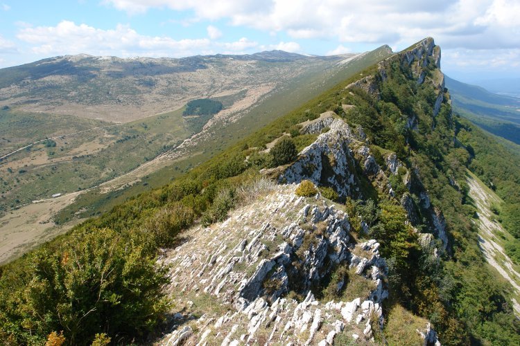 Ekialdeko gandorra (V)