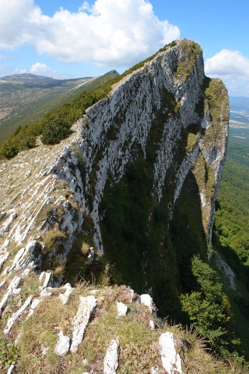 Ekialdeko gandorra (VI)