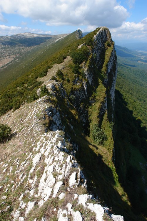 Ekialdeko gandorra (VIII)