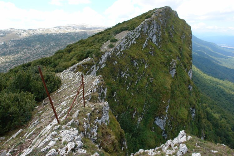 Ekialdeko gandorra (XI)