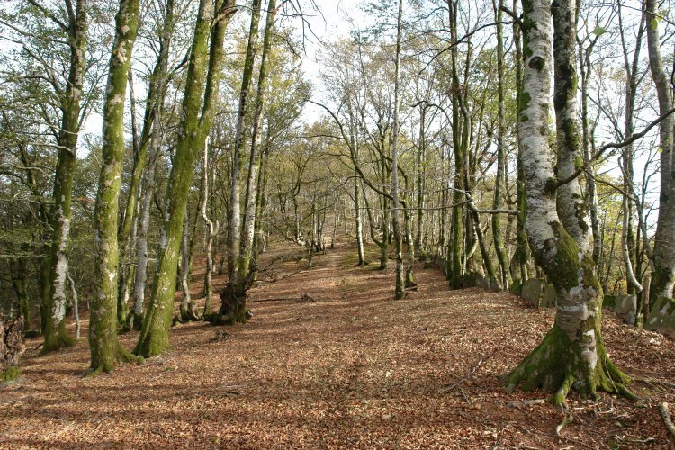 Sunbilla aldeko bizkarreko bidea