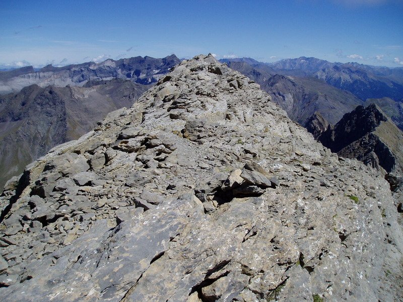 Mendebaldeko gandorra