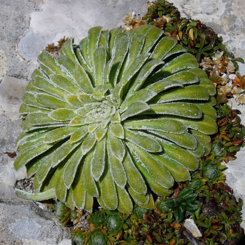 Haitzean hasten den landarea