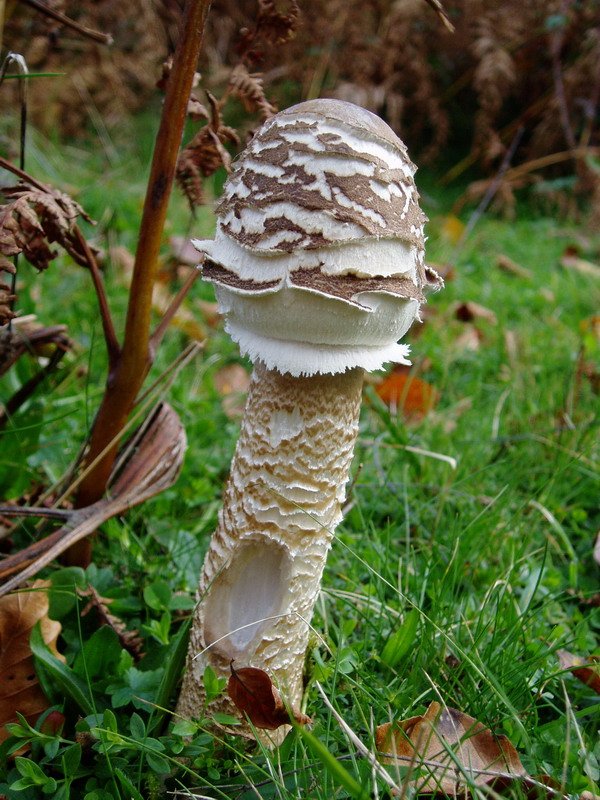 Galanperna jangarria (Macrolepiota procera)