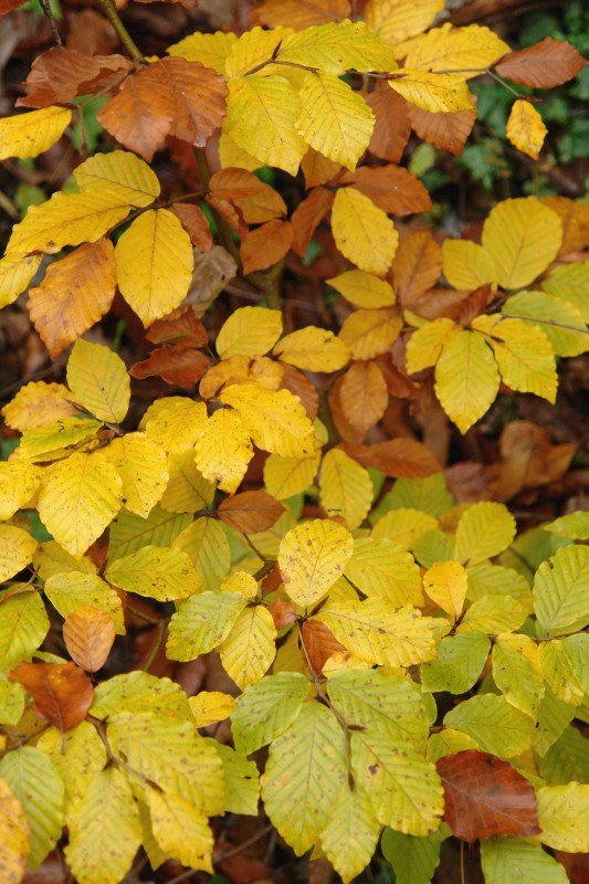 Hostoak udazkenean, horituta