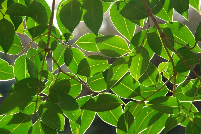 Hostoak, kontrargian