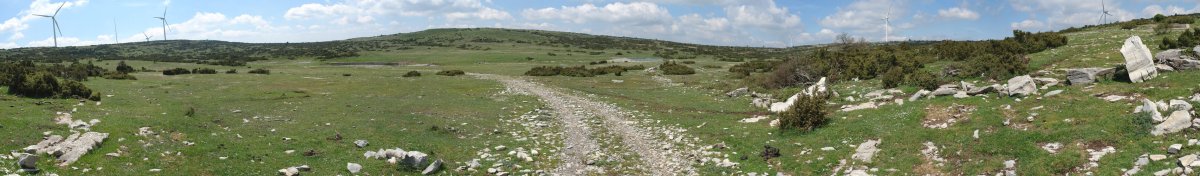 Pititurri ekialdetik