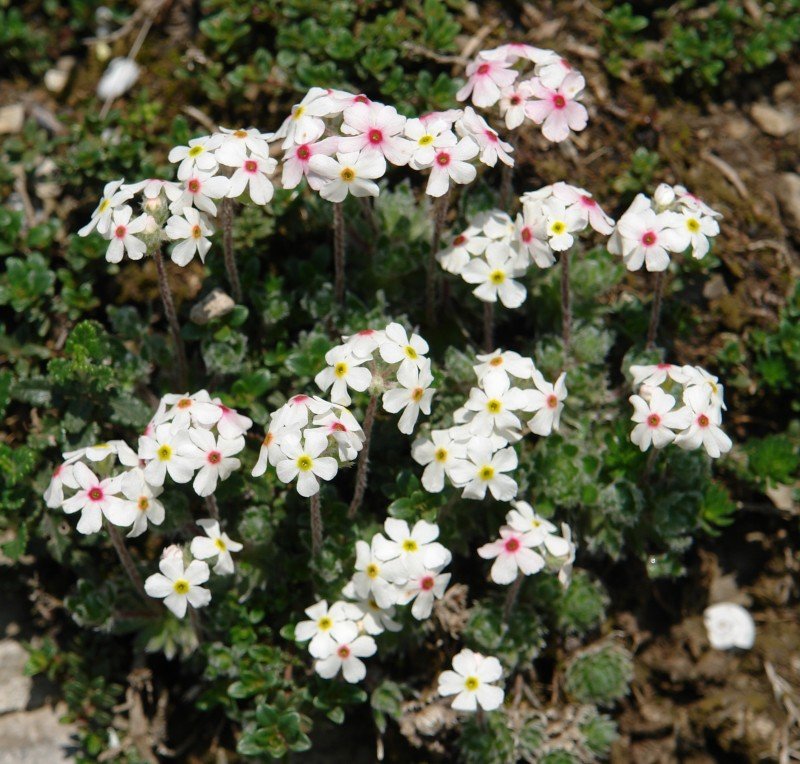Androsace villosa