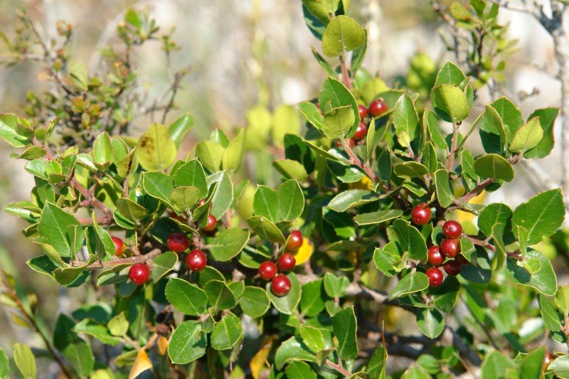 Hostoak eta fruituak