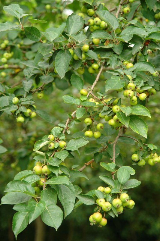 Fruituak eta hostoak