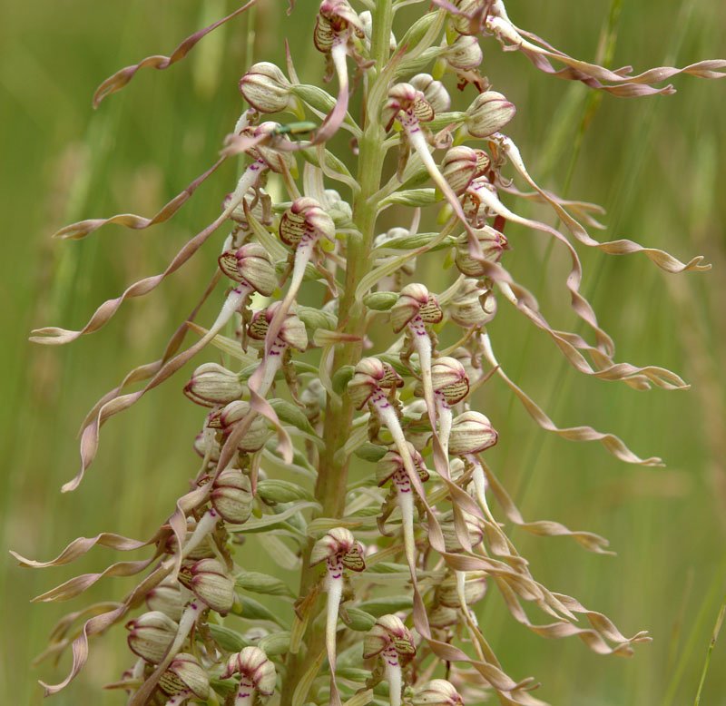 Himantoglossum hircinum